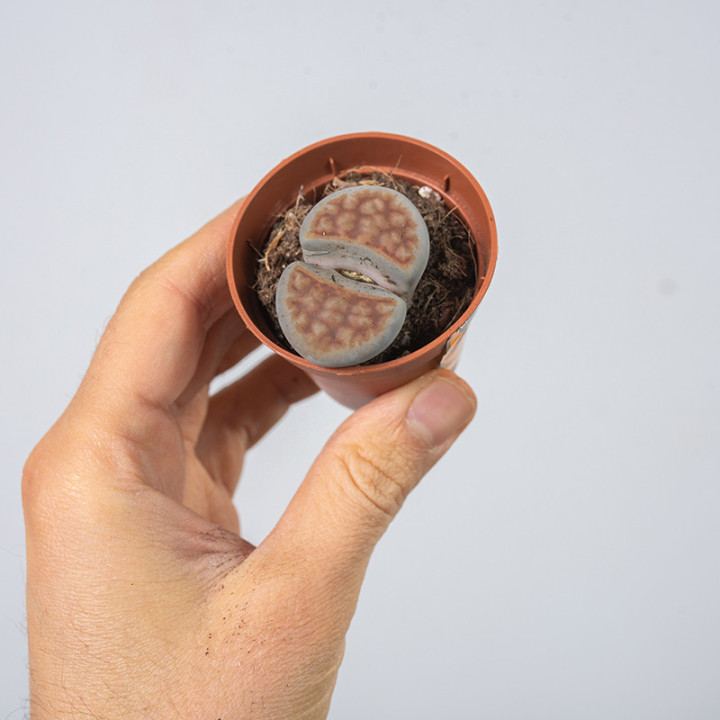 Lithops Żywe Kamienie | Tomaszewski