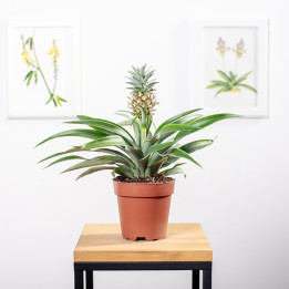 Ananas | Tomaszewski