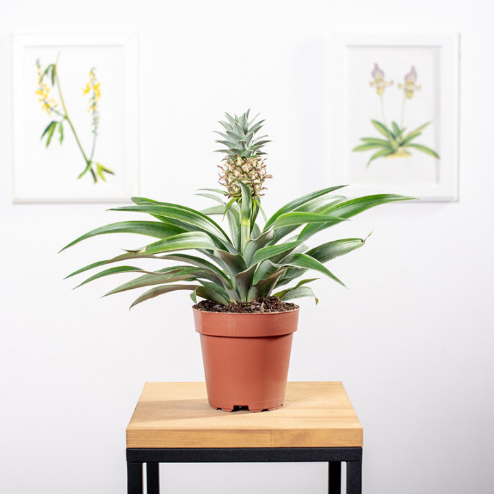 Ananas | Tomaszewski