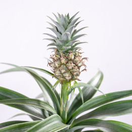 Ananas | Tomaszewski