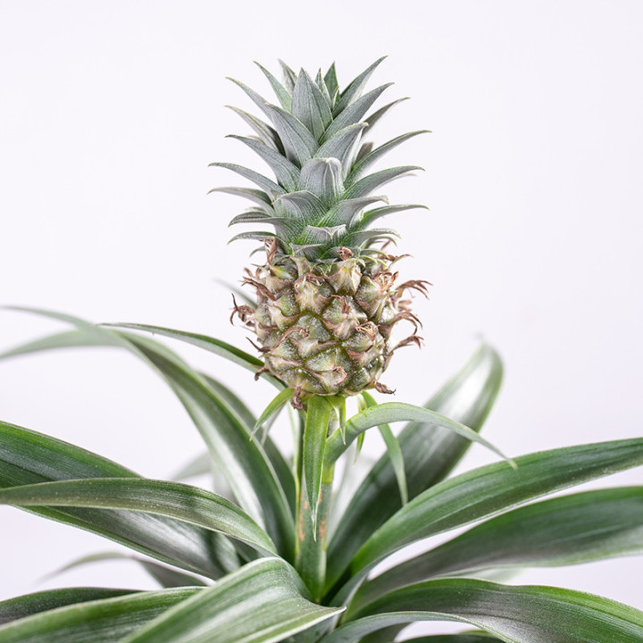Ananas | Tomaszewski