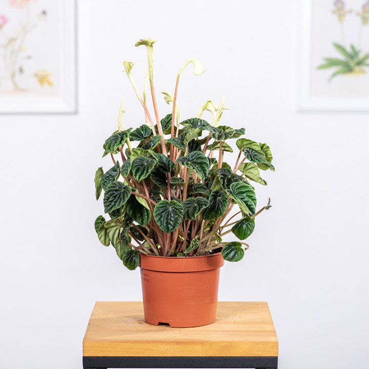 Peperomia 'Lilian' | Tomaszewski
