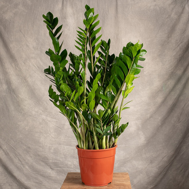 Zamiokulkas | Duży | Zamioculcas zamiifolia