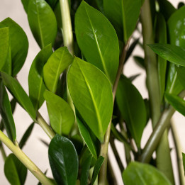 Zamiokulkas | Duży | Zamioculcas zamiifolia