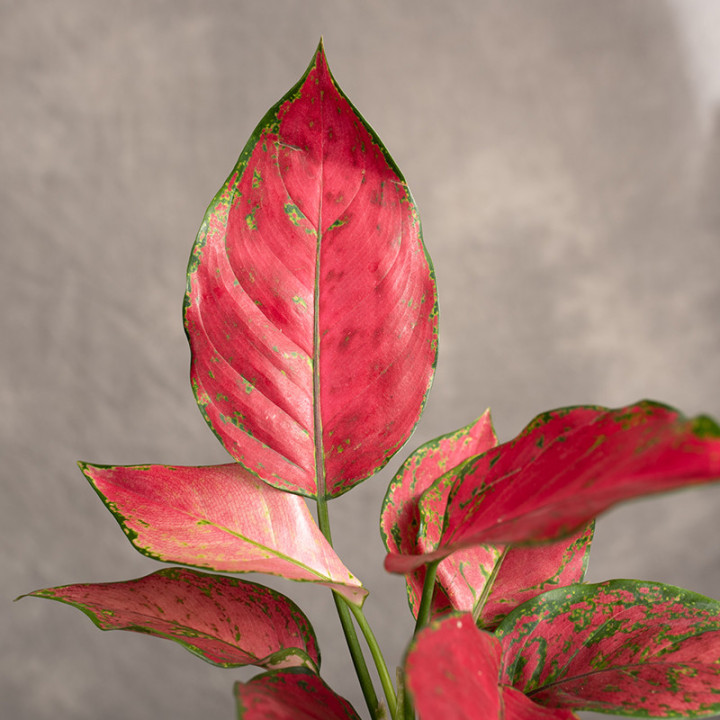 Aglonema 'Red Joy' | Tomaszewski