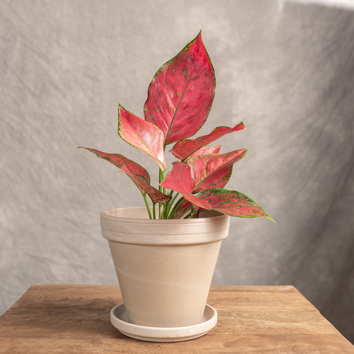 Aglonema 'Red Joy' | Tomaszewski