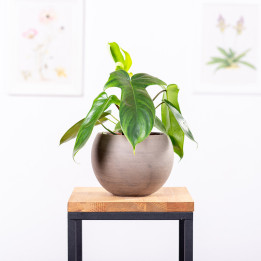 Filodendron 'Florida' | Tomaszewski