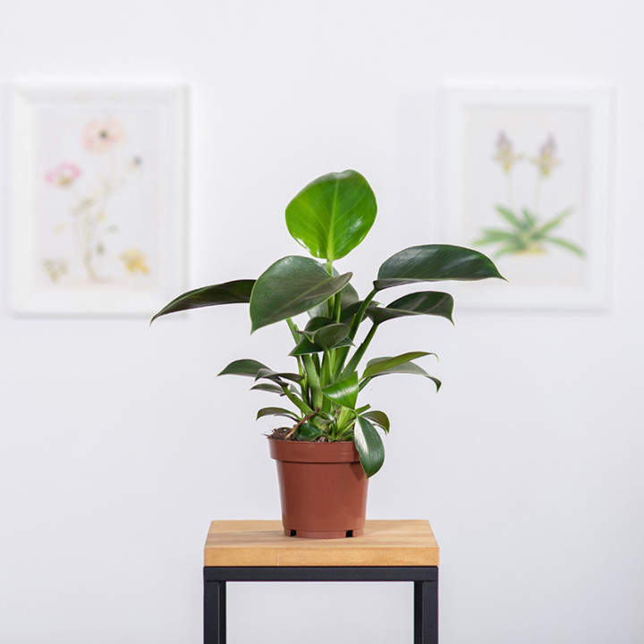 Filodendron 'Green Princess' | Tomaszewski