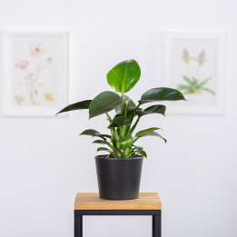 Filodendron 'Green Princess' | Tomaszewski
