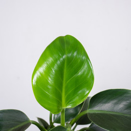 Filodendron 'Green Princess' | Tomaszewski