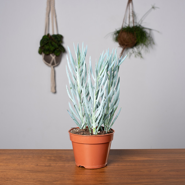 Senecio 'Mount Everest' | Tomaszewski