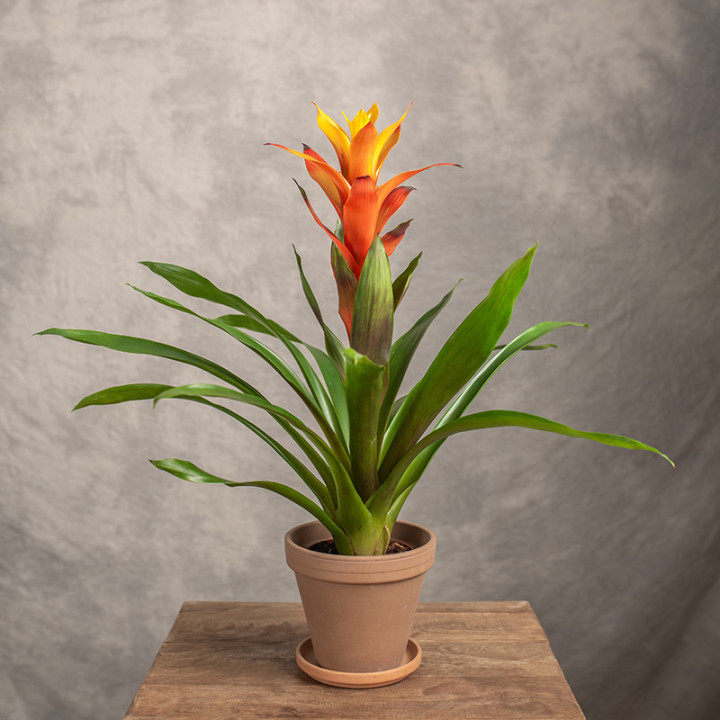Guzmania 'Sunnytime' | Tomaszewski