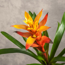 Guzmania 'Sunnytime' | Tomaszewski