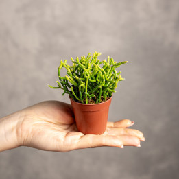 Patyczak Rhipsalis cerecsula | Tomaszewski