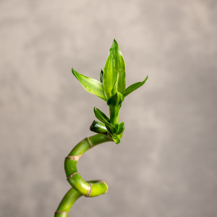 Dracena sandera| Draceana sanderiana
