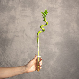 Dracena sandera| Draceana sanderiana