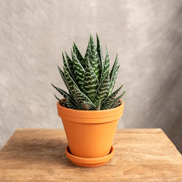 Aloes 'Tiki Tahi' | Tomaszewski
