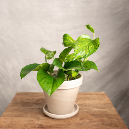 Epipremnum 'Marble Green' | Tomaszewski