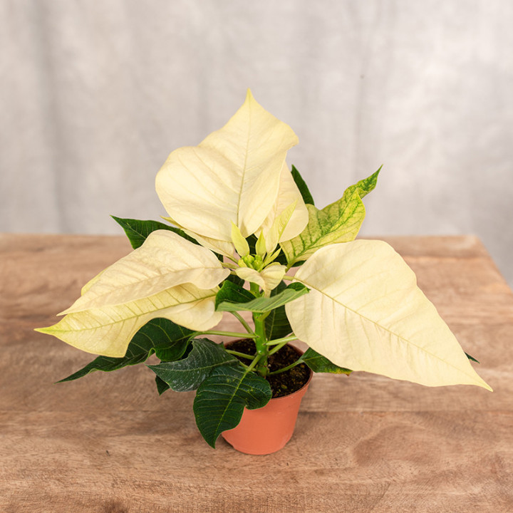 Poinsecja 'Allegra White' | Poinsecja kremowa, mini