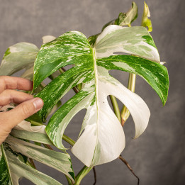 Monstera 'Variegata' na pniu| Monstera biała