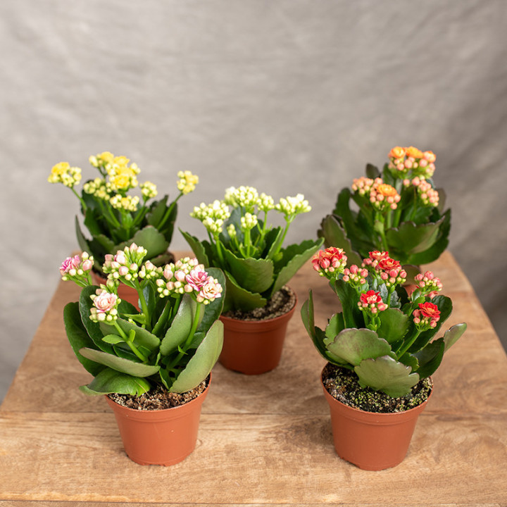 Kalanchoe MIX kolorów | Tomaszewski