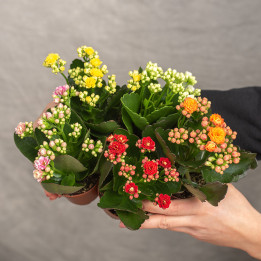Kalanchoe MIX kolorów | Tomaszewski
