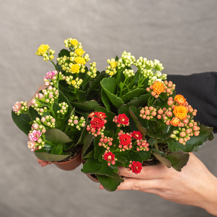 Kalanchoe MIX kolorów | Tomaszewski