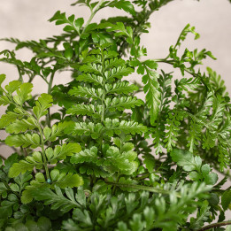 Asplenium 'Parvati' | Tomaszewski