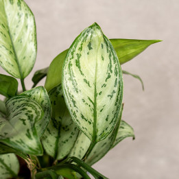 Aglonema 'Maria Christina' | Tomaszewski