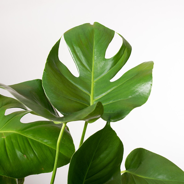 Monstera na pniu | Tomaszewski