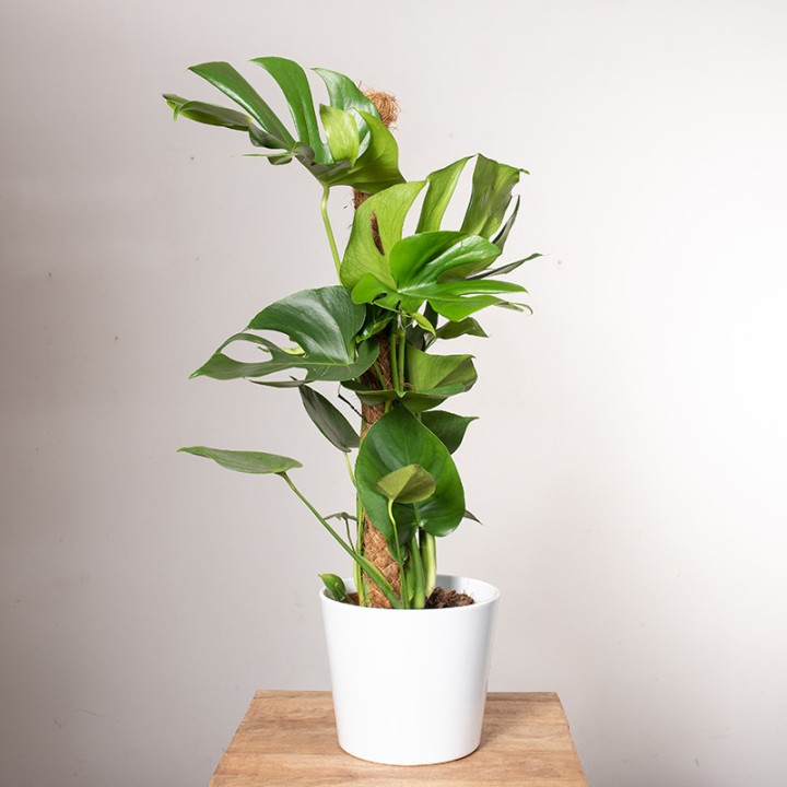 Monstera na pniu | Tomaszewski