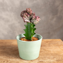 Kaktus Euphorbia szczepiona - wilczomlecz