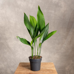 Aspidistra | Tomaszewski