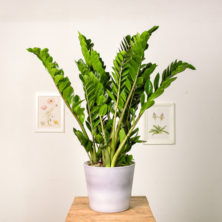 Zamiokulkas | Duży | Zamioculcas zamiifolia