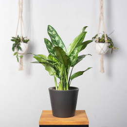 Aglaonema 'Maria' | Tomaszewski