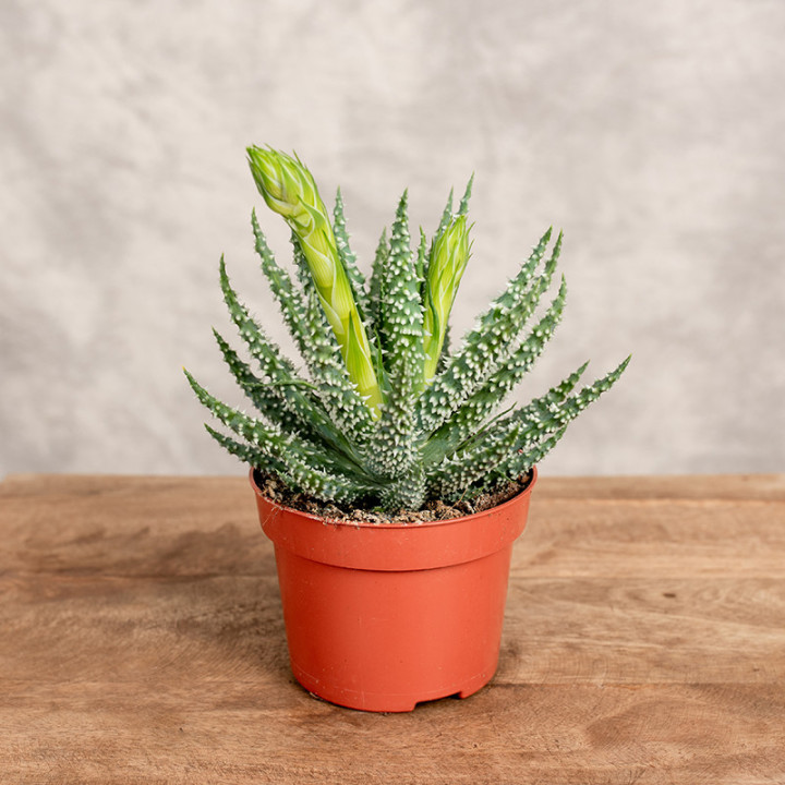 Aloes niski | Tomaszewski