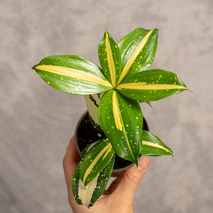 Dracena rozgałęziona 'Milky Way' | Tomaszewski