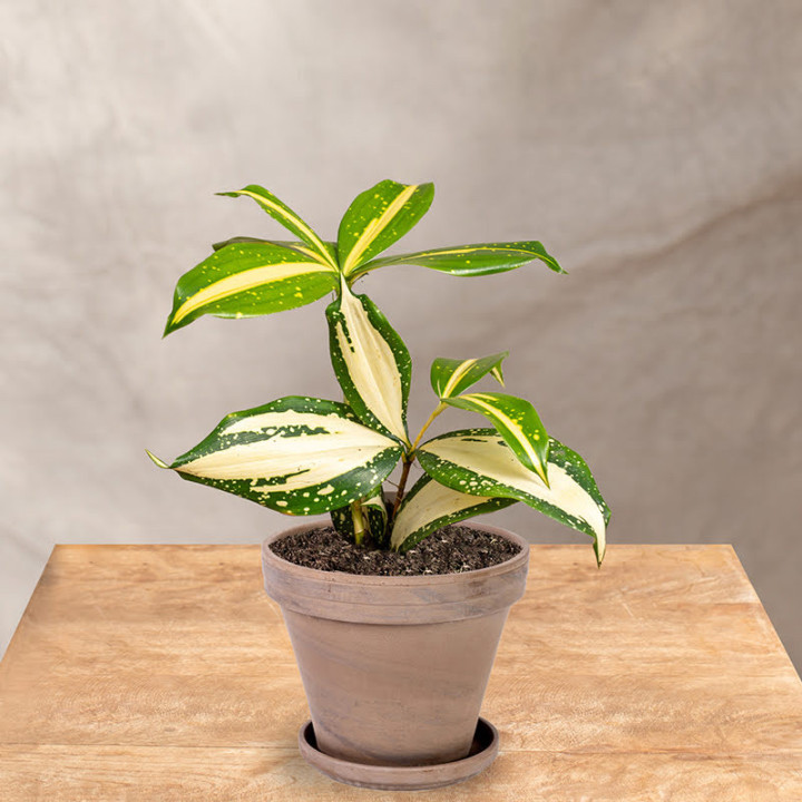 Dracena rozgałęziona 'Milky Way' | Tomaszewski