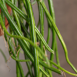 Rhipsalis Selenicereus Wercklei | Patyczak wiszący
