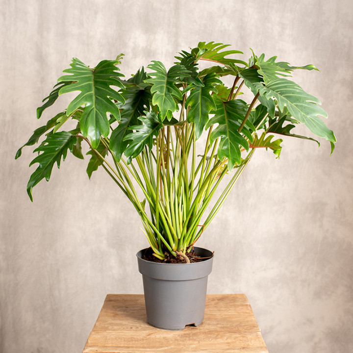 Filodendron xanadu Cudnolist | Tomaszewski
