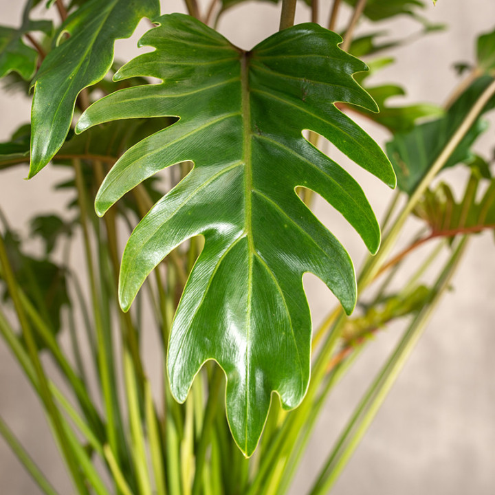 Filodendron xanadu Cudnolist | Tomaszewski