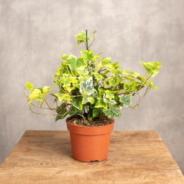 Bluszcz 'Golden Kolibri' Hedera | Tomaszewski