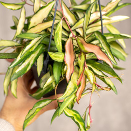Hoja wayetii 'Tricolor' | Tomaszewski