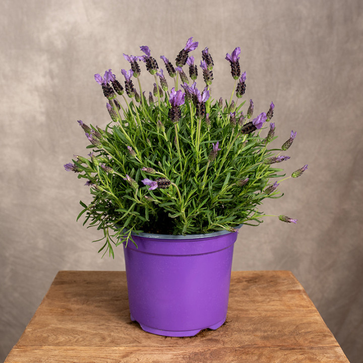 Lawenda wąskolistna | Lavandula angustifolia