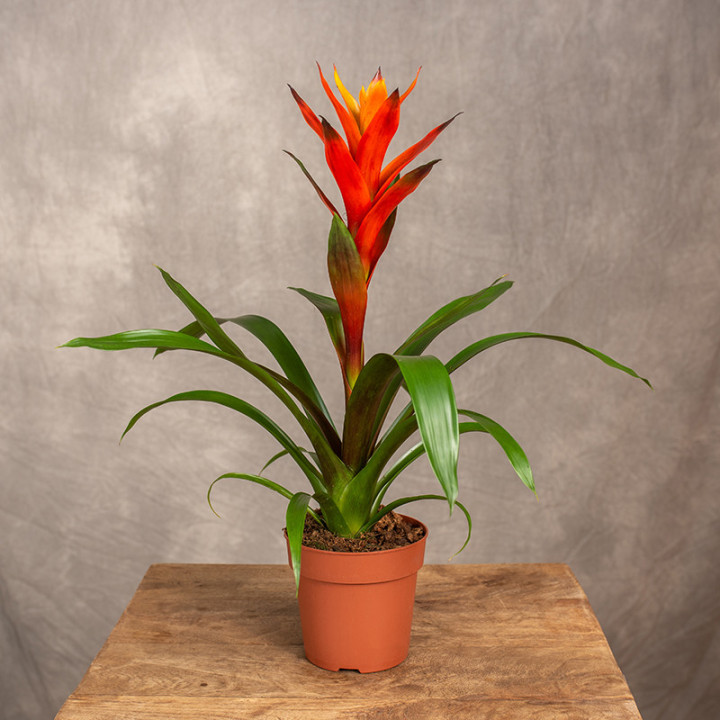 Guzmania 'Variada' | Tomaszewski