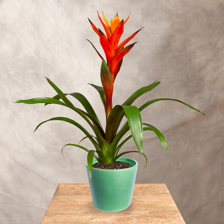 Guzmania 'Variada' | Tomaszewski