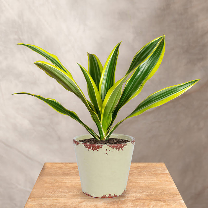 Dracena 'Lemon Lime' | Tomaszewski