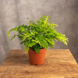 Adiantum | Tomaszewski