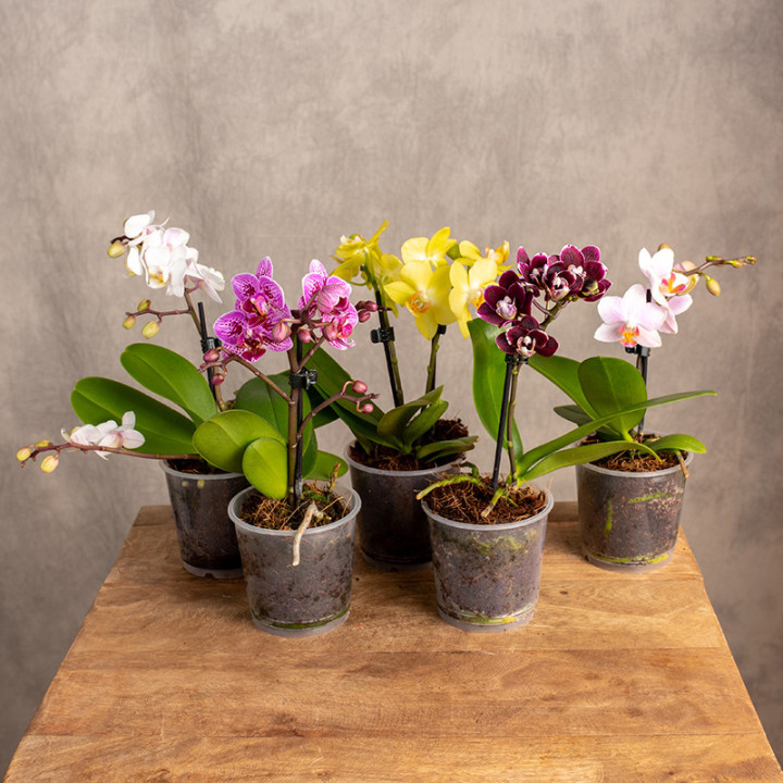 Storczyk miniaturka | Phalaenopsis sp.