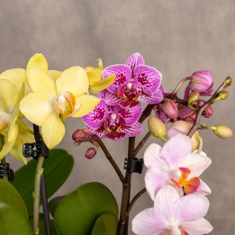 Storczyk miniaturka | Phalaenopsis sp.